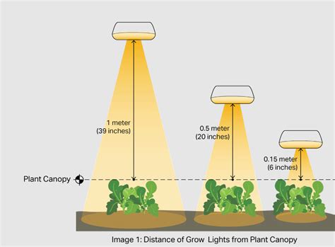 distance from grow light